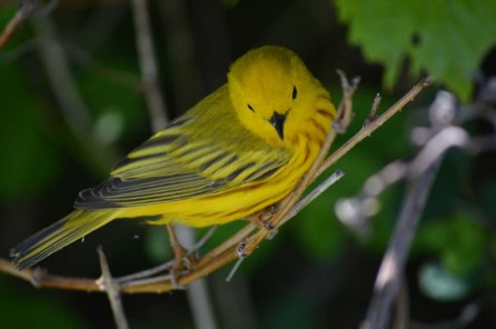 A round of applause for Sandy, who tells me this is a yellow warbler.